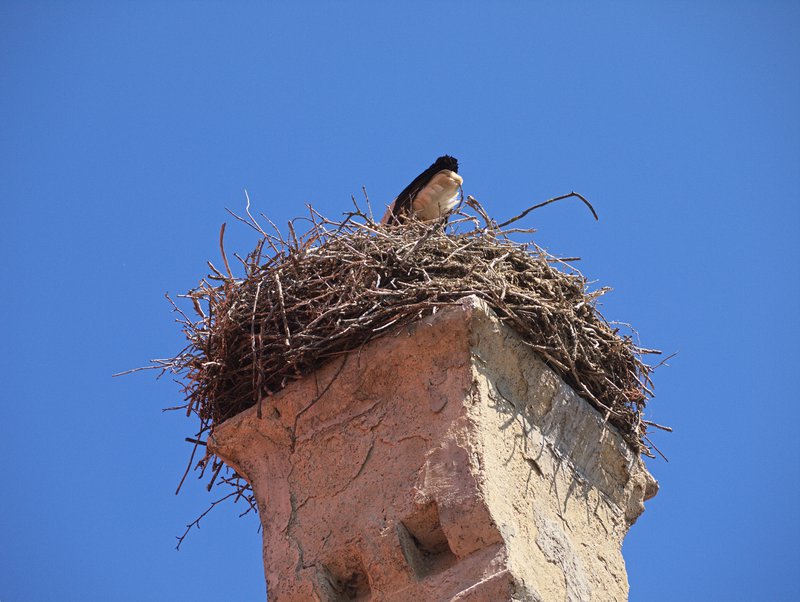 Orth,
      Stork